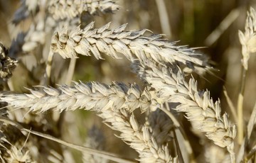 Variétés de blé tendre : mesurer le risque de germination des grains