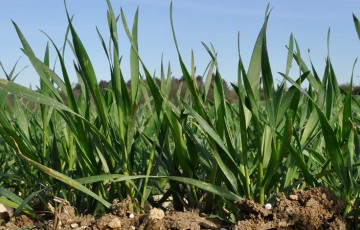 Valorisation des apports d'azote sur blé en région Centre