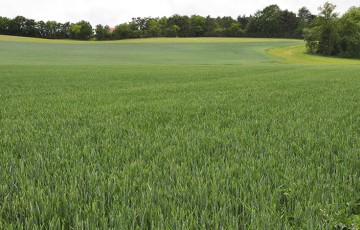 Quel intérêt technico-économique des biostimulants sur blé tendre ?