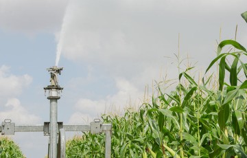 Faux : l’irrigation n’augmente pas le risque de lessivage de l’azote