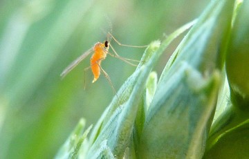 Lutte contre la cécidomyie : positionner un insecticide si besoin