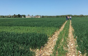 Les stratégies d’apports d’azote sur blés en mai 2022 en Lorraine