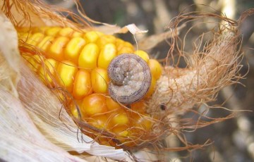 Les larves de noctuelles peuvent entrainer des dégâts sur le maïs