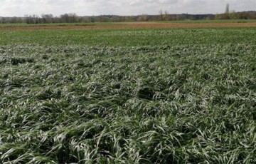 Les herbicides de rattrapage sur céréales en 2022 en Occitanie