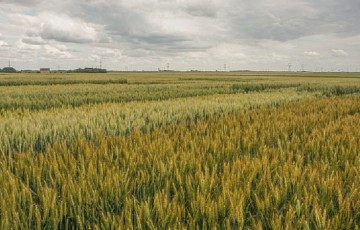 L'enquête sur la répartition des variétés de céréales en 2022