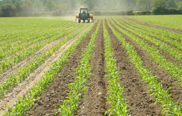 Effet des produits organiques sur les fournitures d’azote du sol