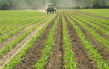 Engrais organique sur maïs bio : fractionnement ou anticipation des apport ?