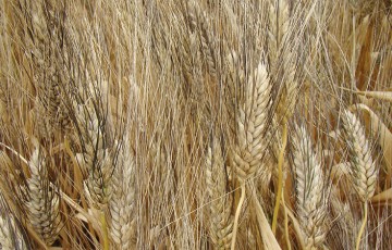 Résultats 2022 des variétés de blé dur en Méditerranée