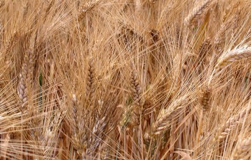 Variétés de blé dur : retour sur les dernières inscriptions