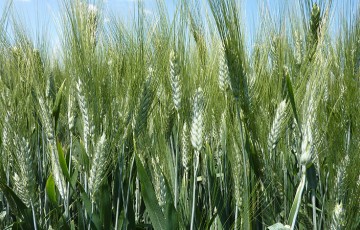 Un guide pour cultiver du blé dur en région Centre / Ile-de-France