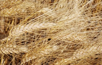 L’Histoire du blé dur en Europe et en France
