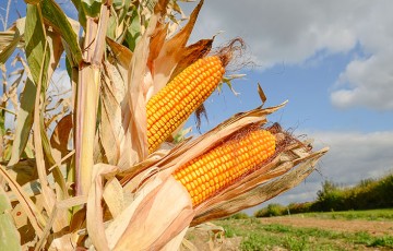 Bilan de campagne maïs 2021 : un rendement record en France