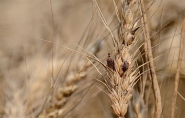Une grille pour évaluer le risque ergot dans les parcelles de blé