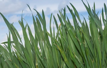 Risque verse et apports azotés 2022 sur céréales en Pays de la Loire
