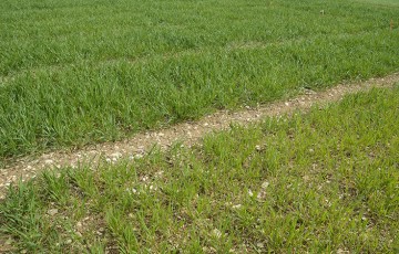 Changement climatique et fertilisation azotée du blé dur