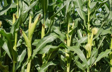 Les prévisions du stade floraison du maïs 2022 en Champagne-Ardenne