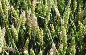 Fusarioses des épis du blé : symptômes et nuisibilité