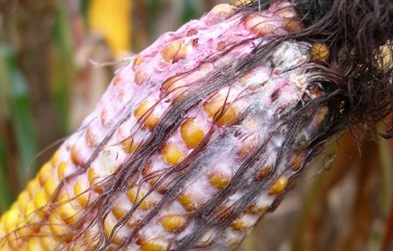 Fusariotoxines du maïs : rappel des recommandations de base