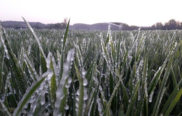 Froid début avril : quel impact sur les blés et orges à montaison ?
