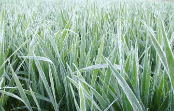 Céréales : conséquences des gelées de début avril 2022 en Poitou