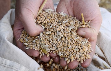 Récolte : régler sa moissonneuse-batteuse pour préserver les grains