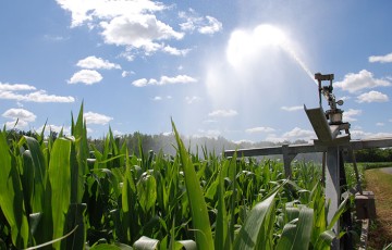 Quand irriguer les maïs en 2022 en Centre et Ile de France ?