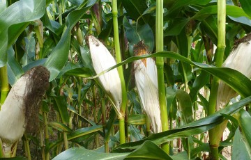 Maïs fourrage : pourquoi récolter à 32-33 % de matière sèche ?