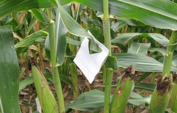 Les trichogrammes, des auxiliaires spécifiques de la pyrale du maïs