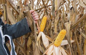 Le maïs grain, une alternative aux cultures d’hiver non semées