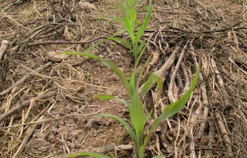 Couverts avant maïs : un effet sur la teneur en eau du sol