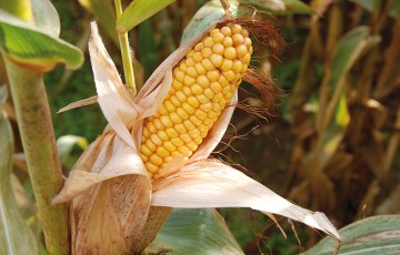 Les derniers résultats d'essais des variétés de maïs grain