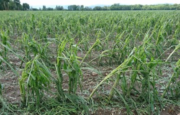 Grêle : quels impacts sur le maïs en Nouvelle-Aquitaine / Occitanie ?