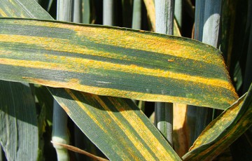 Maladies foliaires sur blé : pas de précipitation