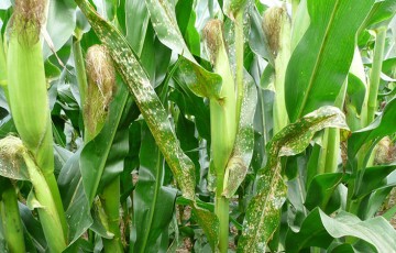 Maïs : les maladies foliaires à surveiller cet été