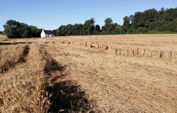 Pourquoi les blés sont versés en juillet 2022 en Bretagne ?