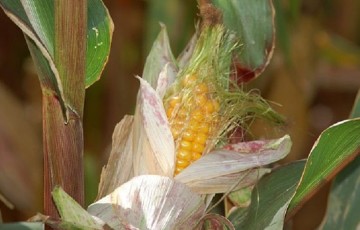 Observer les grains de maïs trois semaines après la floraison
