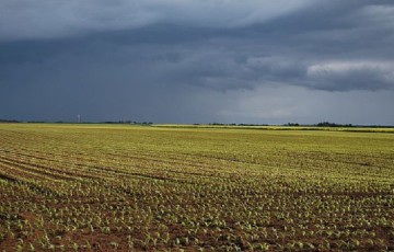Evaluer les conséquences des orages de mai 2022 sur maïs en Pays de la Loire