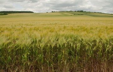Prévision des dates de maturité des céréales en Poitou-Charentes