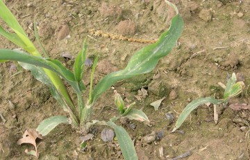 Ravageurs du maïs : surveiller les mouches en début de cycle