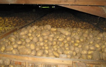 Antigerminatif sur pomme de terre : comment préparer l’après CIPC ?