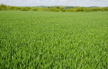 Histoire du blé tendre : des flux génétiques à la sélection moderne
