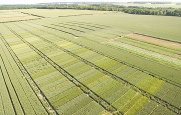 La liste des variétés de blé tendre bio testées en 2017