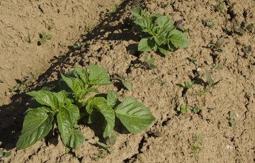 Désherber la pomme de terre : les herbicides efficaces en postlevée