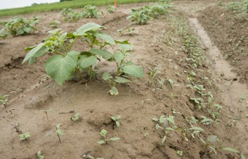 Les solutions alternatives aux herbicides en pommes de terre