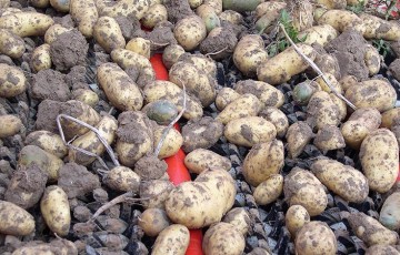Bien réussir la conservation des pommes de terre de fécule