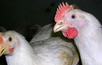 Triticale : un aliment de choix pour les poulets