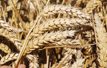 Les nouvelles variétés de blé à tester dans les Hauts-de-France