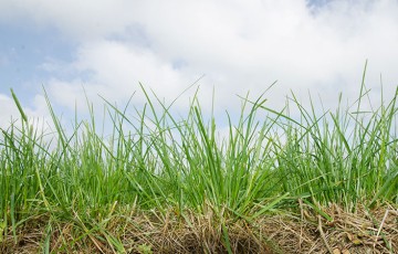 Réussir l’implantation d’une prairie en fin d’été ou au printemps