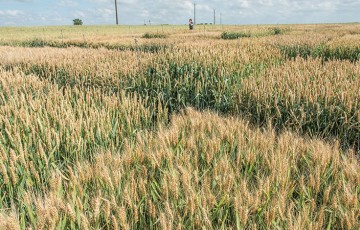 Maladies du blé tendre et résistance des variétés récentes