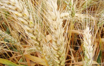 Variétés de blé tendre : les derniers résultats d’essais